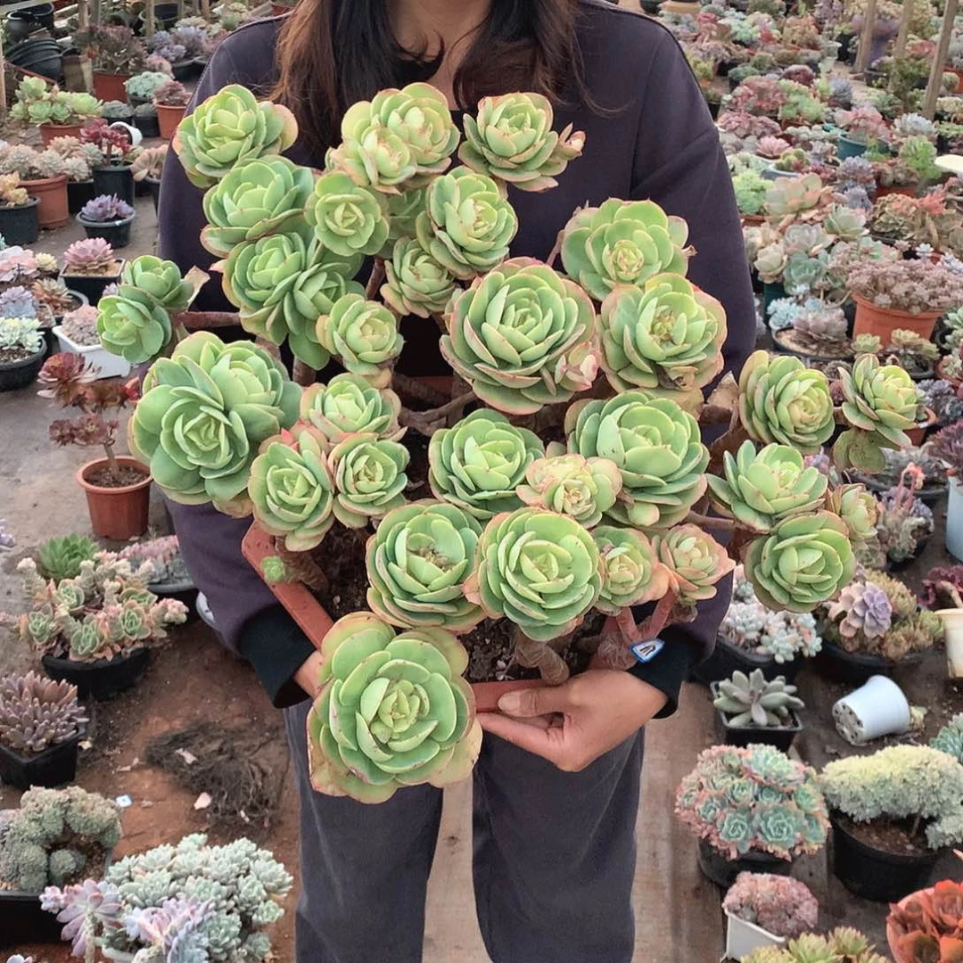 167碧桃 一物一拍多肉