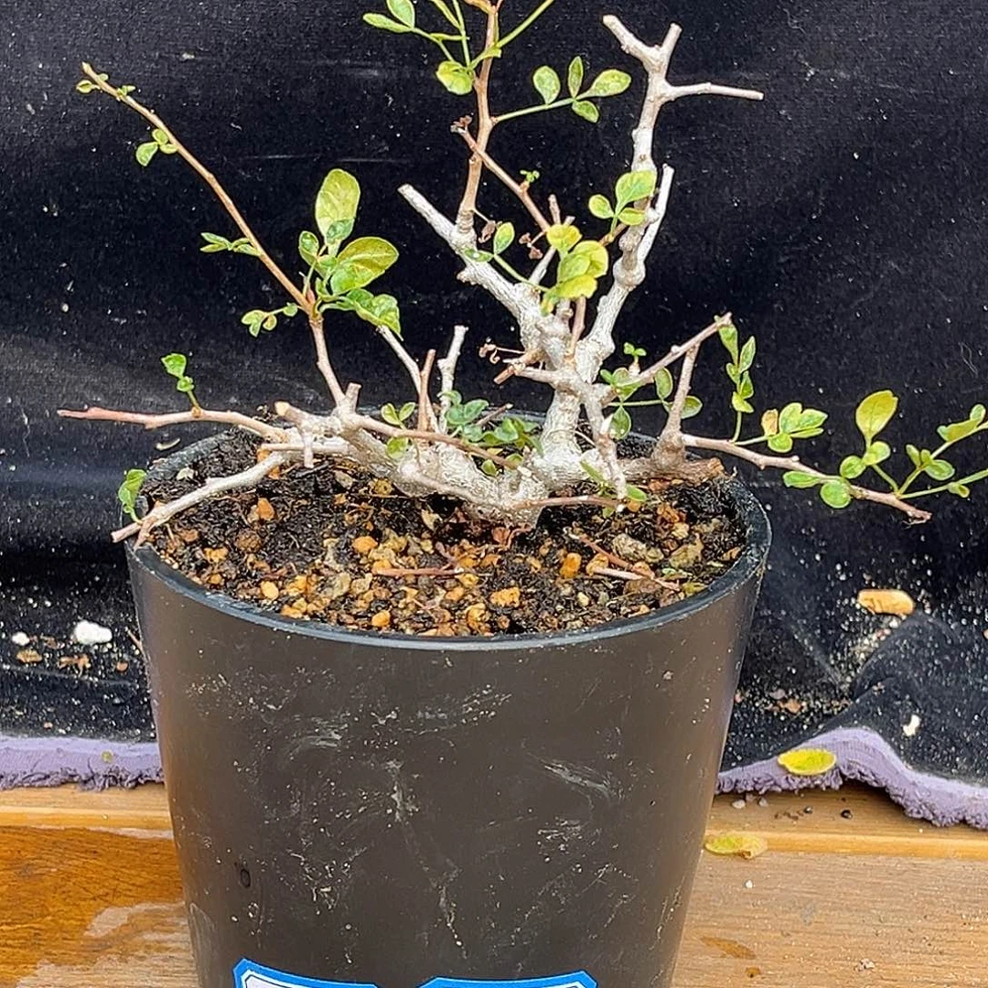 产地念珠橄榄，养定