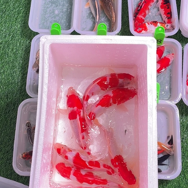 馬***傷锦鲤大锦鲤六条装