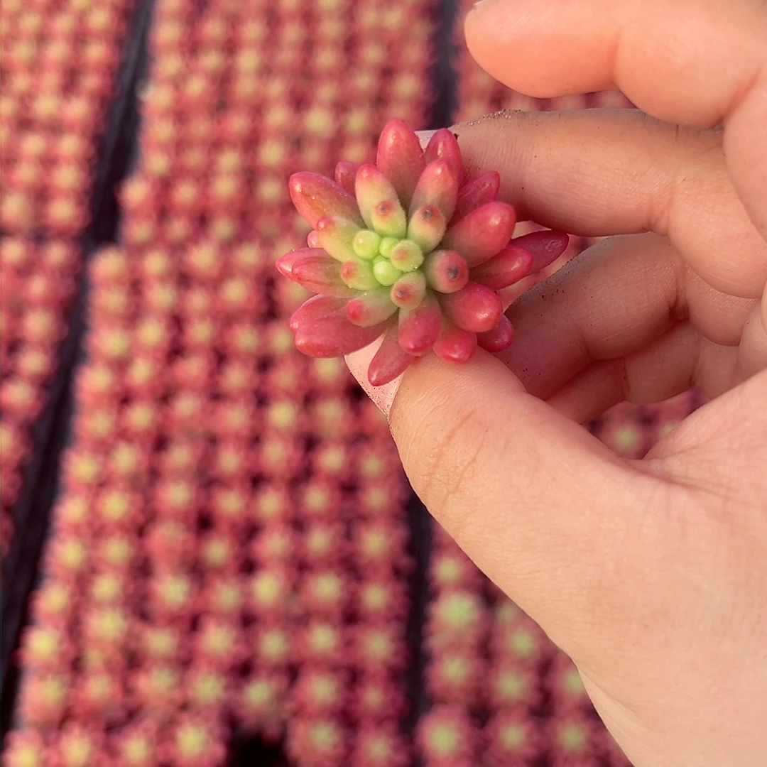 8颗转运珠 满9.9包邮