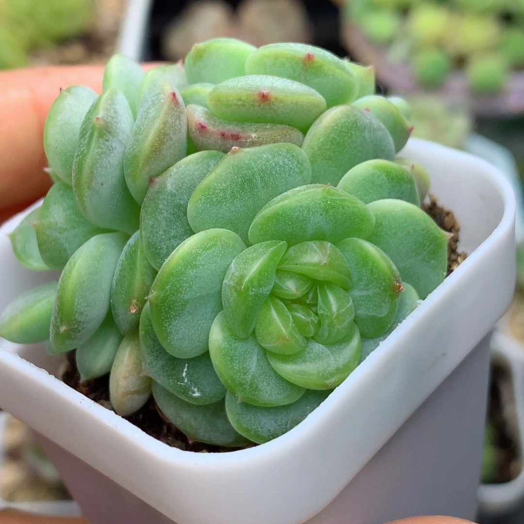 58包邮  群生不包整荔枝26