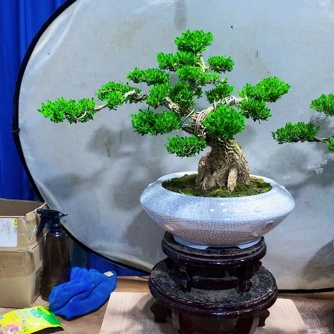 无花朵风**吹黄杨盆景一物一拍