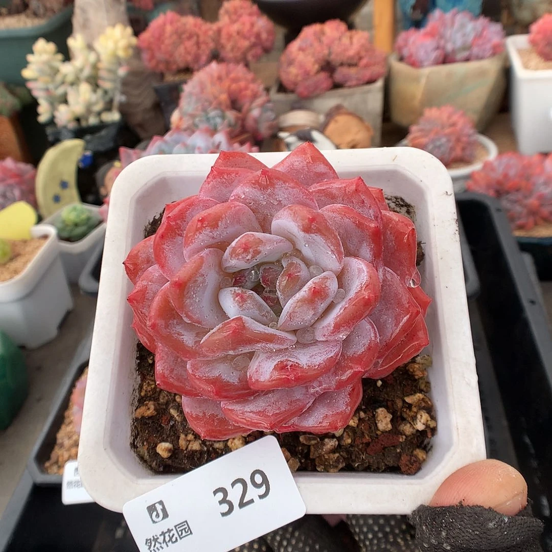 329雪天使多肉植物6666