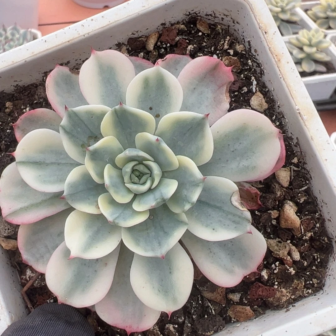 娜娜小勾锦，覆轮锦个别叶子有伤