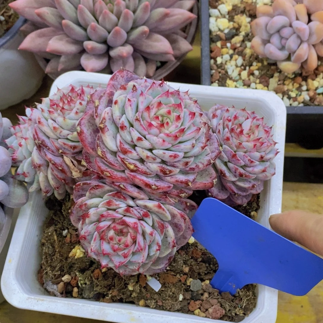 清货场，精品场一物一拍