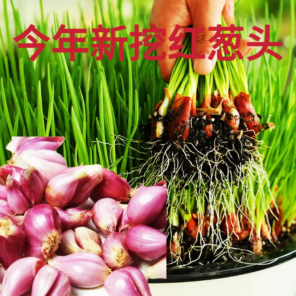 今年新挖红葱头好养活好打理阳台空地花园花盆盆栽小香葱四季