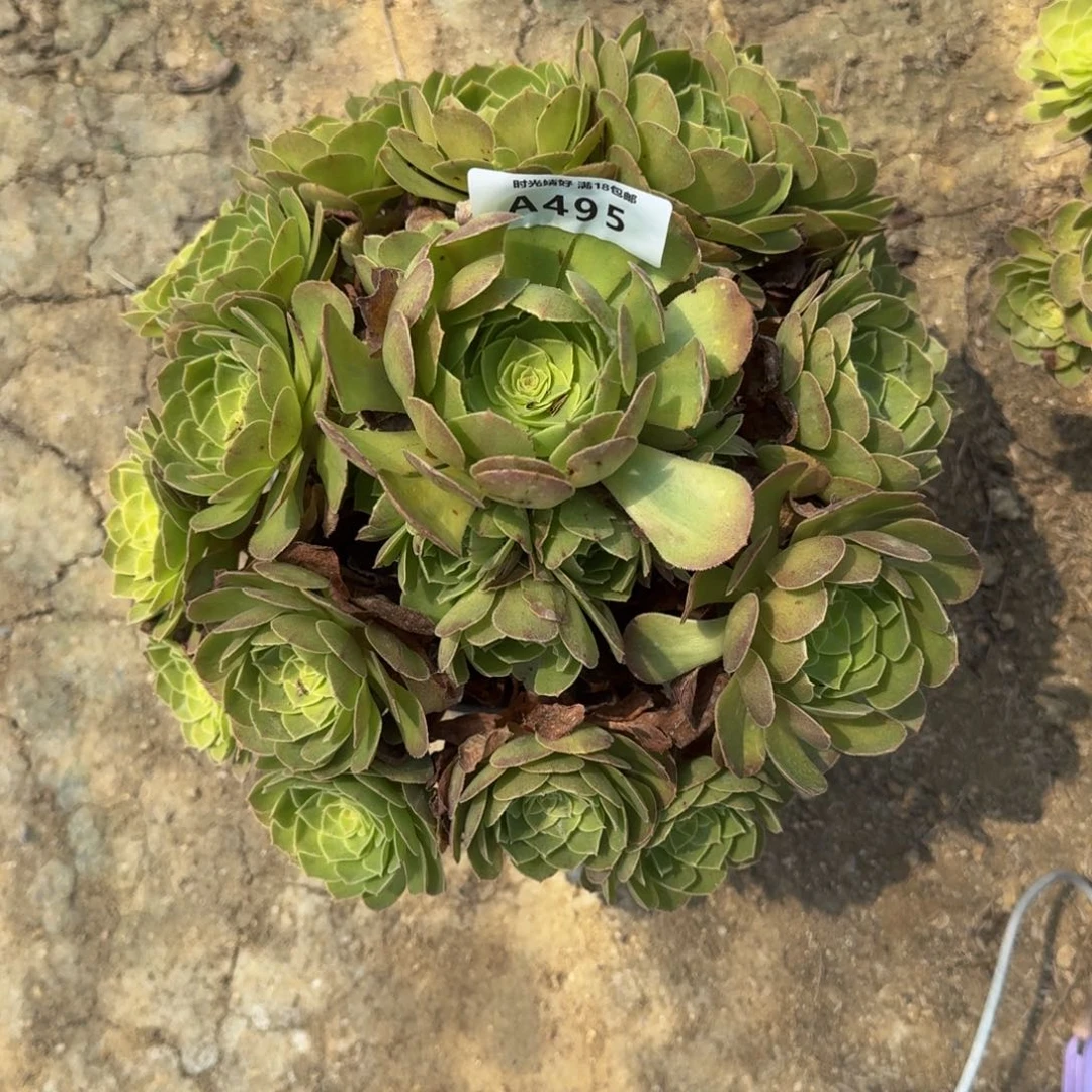 495雨荷多肉植物，