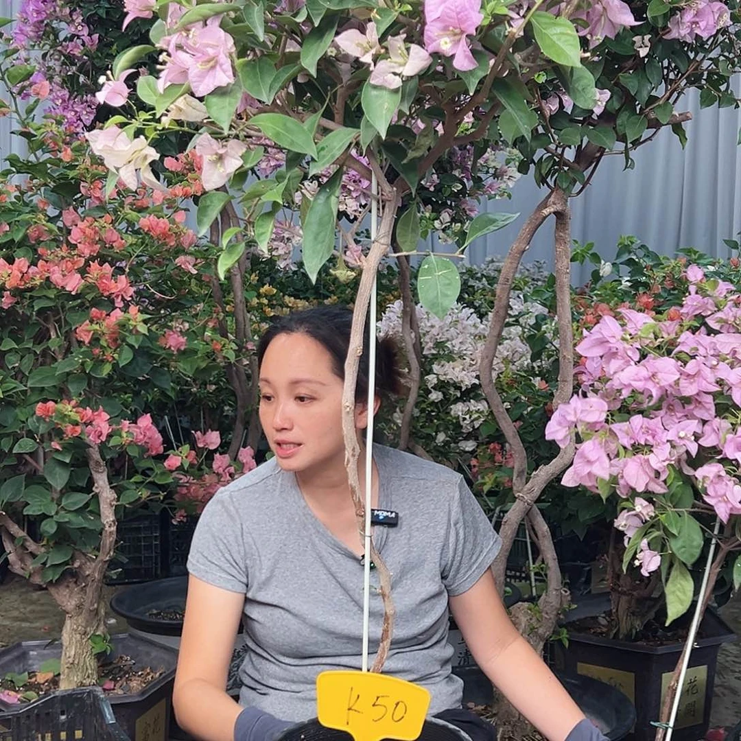 板***胡大部分花苞少量开放K50赛佛里
