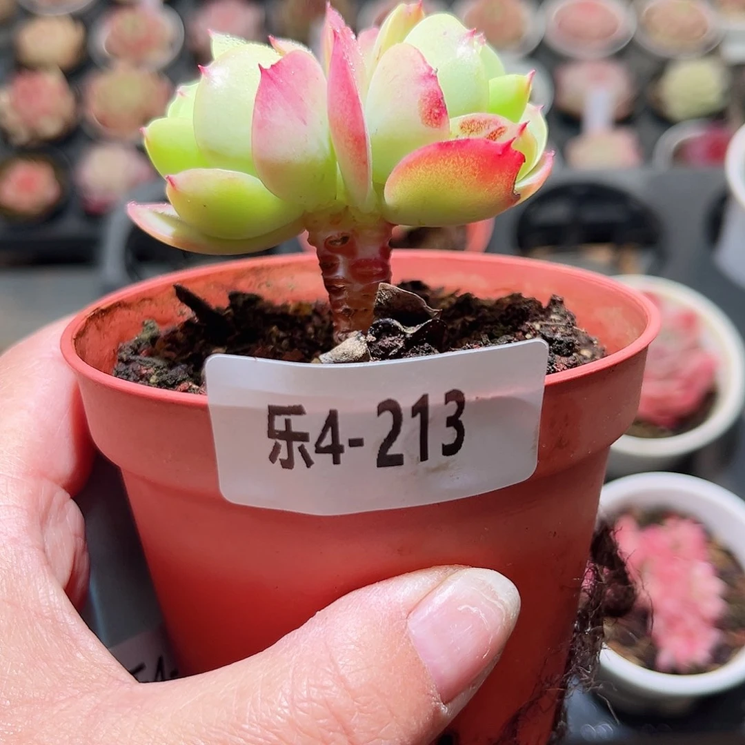 乐4-213 桃花石