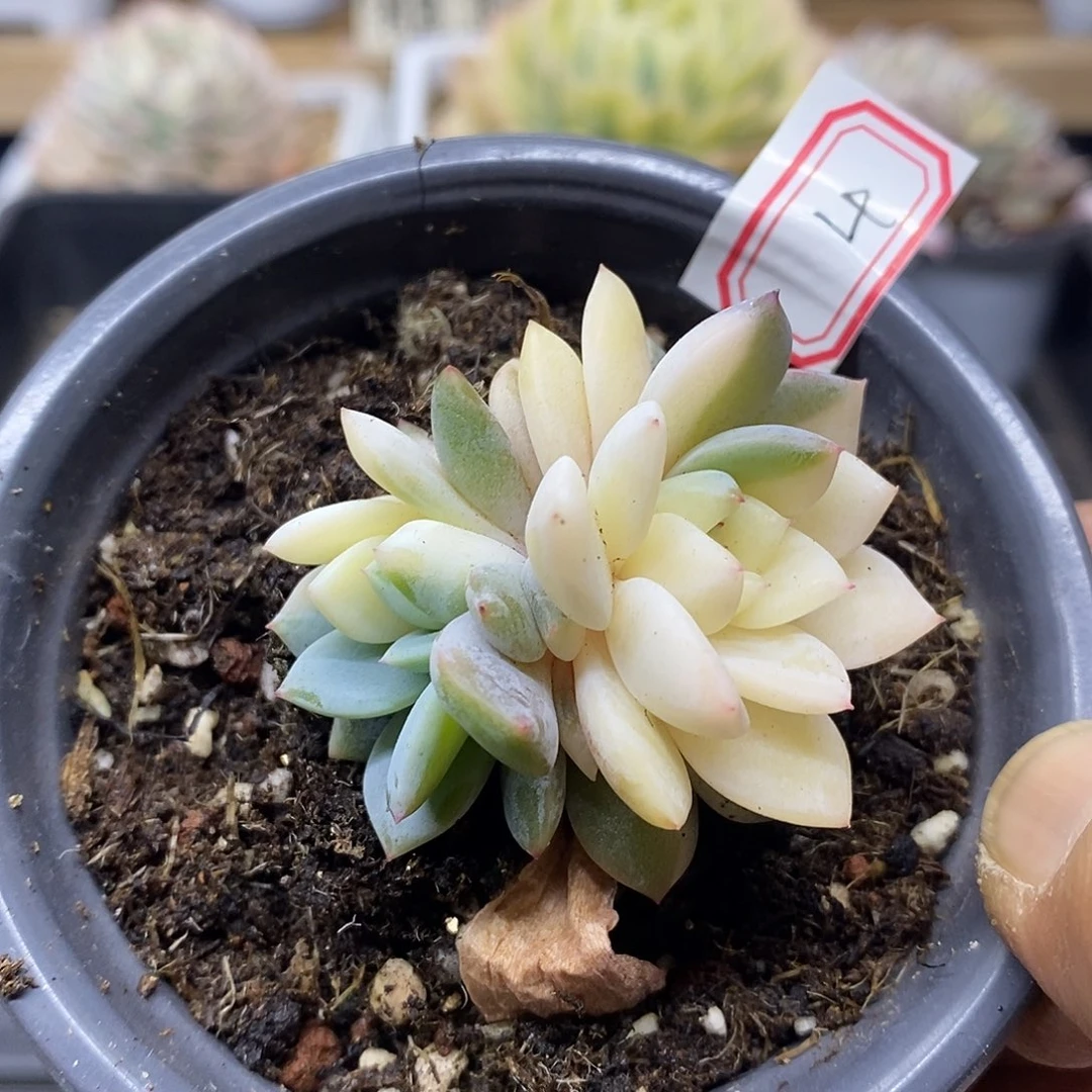 2504 橙梦露花脸锦 需延时发货