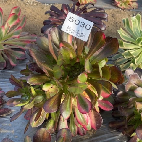 熟****人花蝴蝶多肉多肉5030