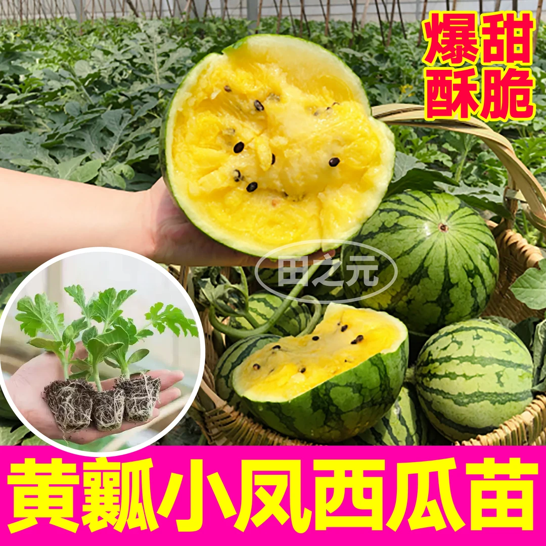 寿光黄瓤小凤西瓜苗秧种子超甜薄皮黄心礼品小西瓜苗春秋四季盆栽