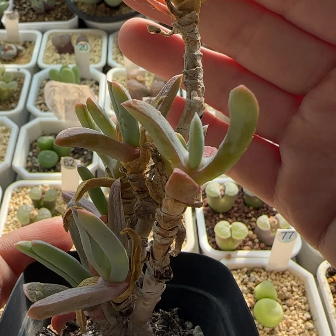 【闪购商品】0474玉华枝干番杏