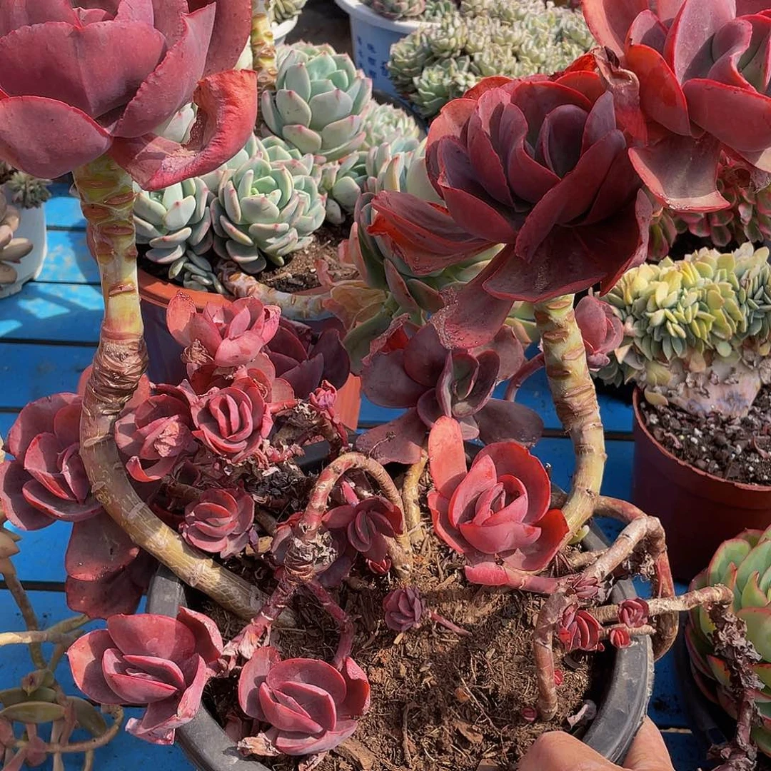 魏*楠秀妍10040多肉