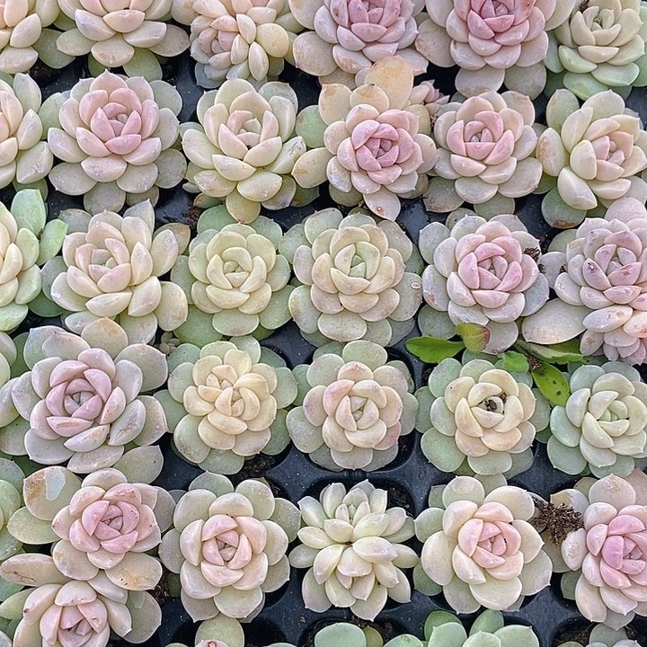 231-232 多肉植物盆栽花卉植物