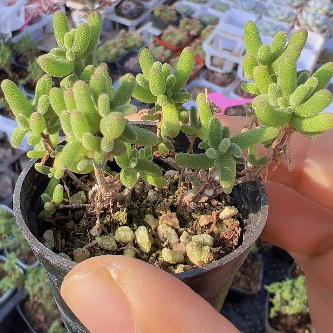 5厘米盆糖球枝干多肉