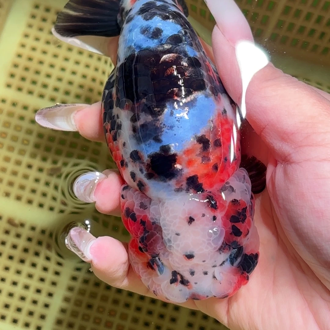 巧***姐金鱼拍包装包邮，不拍包装运费到付