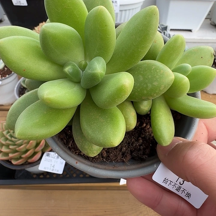 双头芒果奶1111116-13