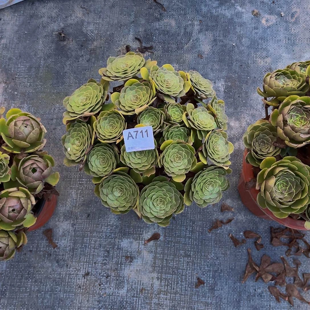 万圣节多肉植物711