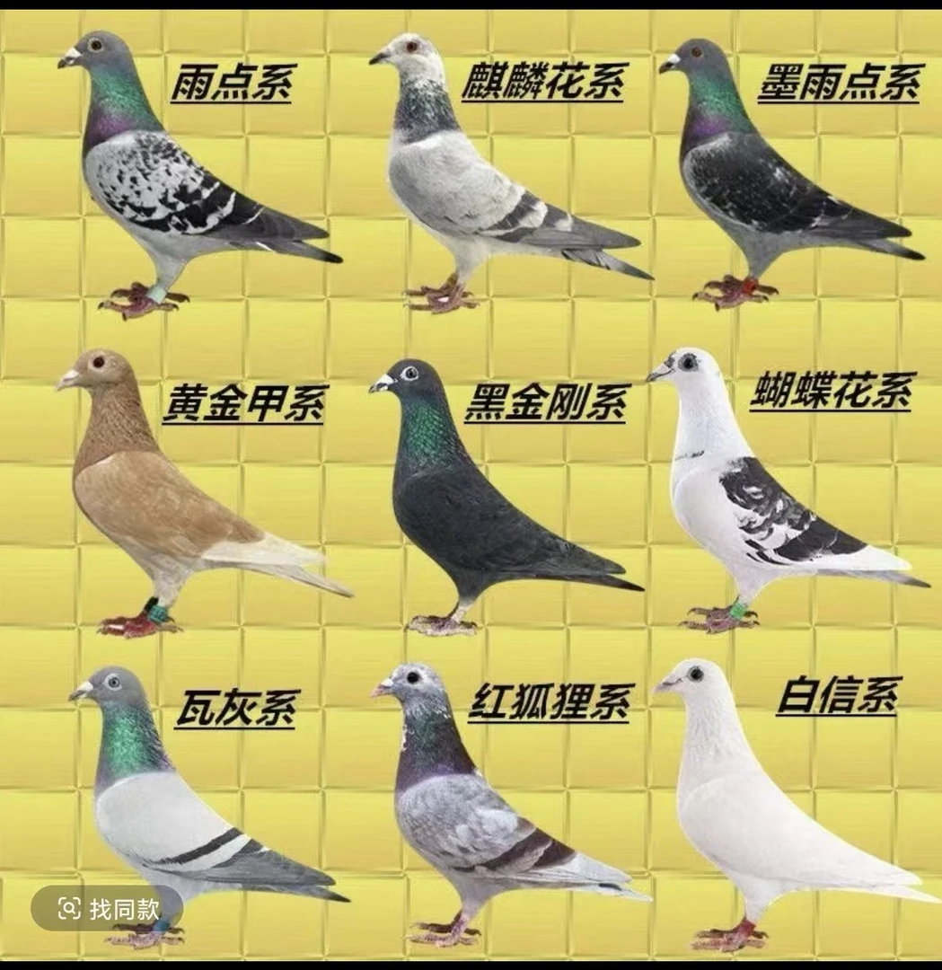 7鸽子公母原配信鸽公棚血统鸽下蛋种鸽观赏青年鸽成绩鸽