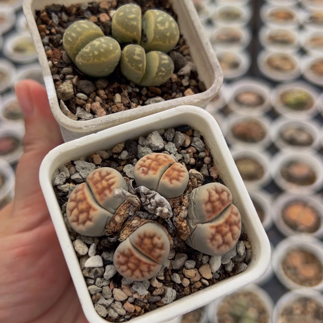 145多肉植物种类多样