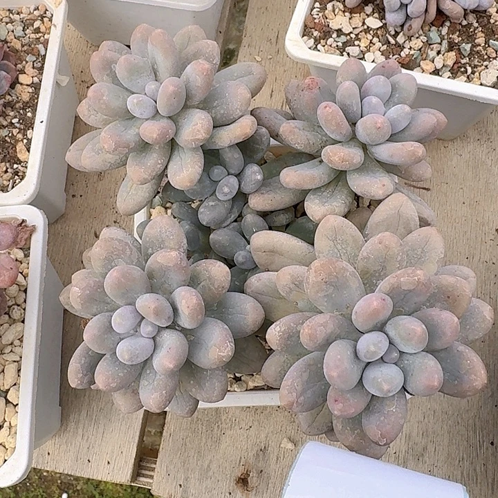 大叶汤圆多肉葡萄