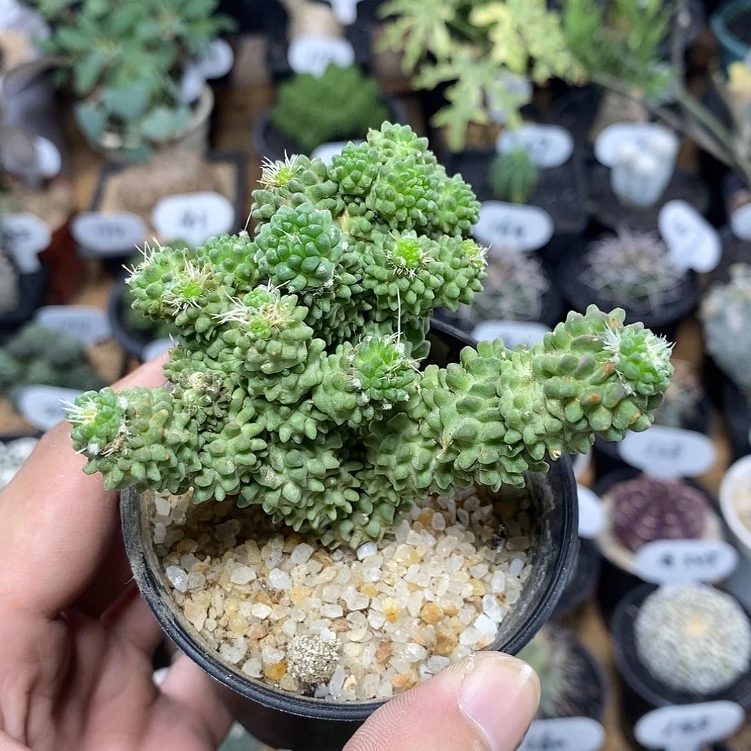群生精子球188号8cm