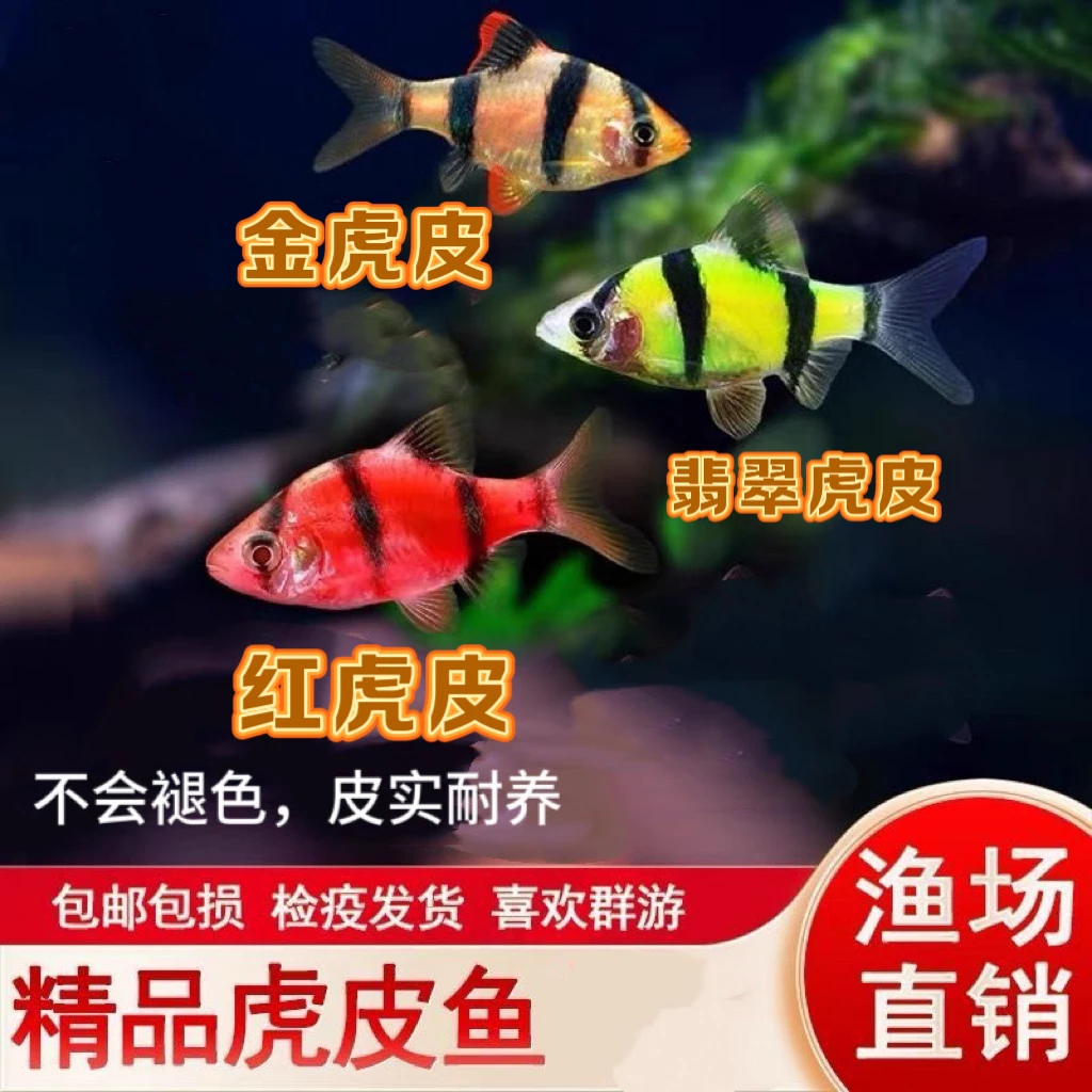 精品虎皮鱼青苹果四间翡翠虎皮红虎皮金虎皮热带观赏鱼