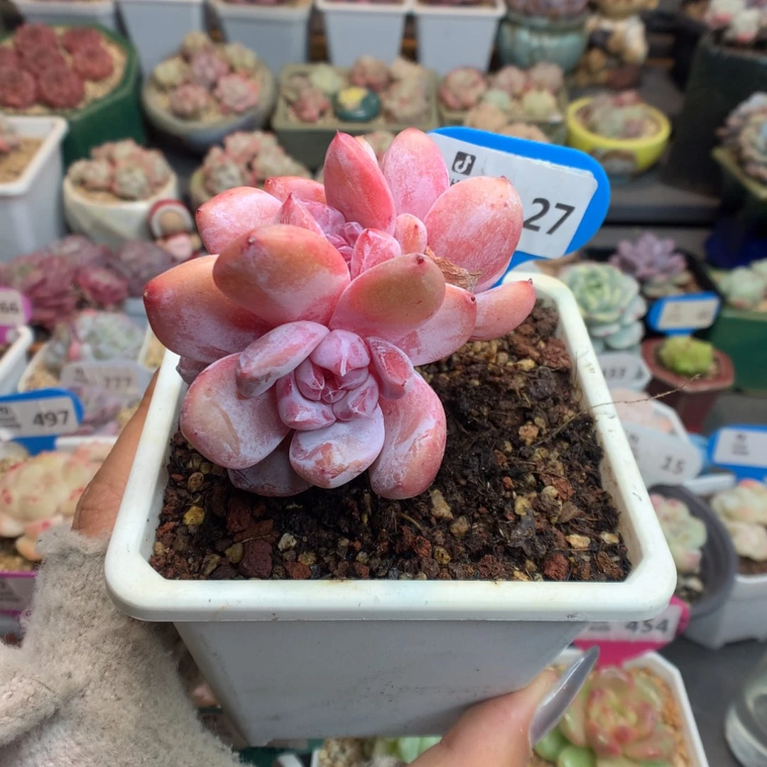 27粗腿橙子多肉植物