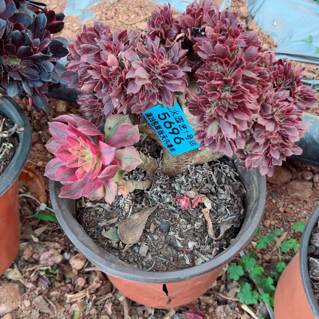 5696多肉植物缀化