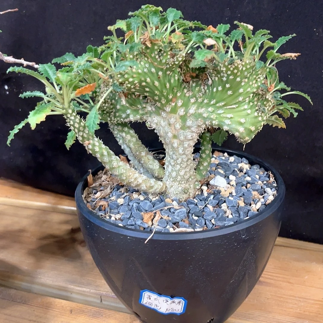 潮流植物 霍武德琉桑缀化