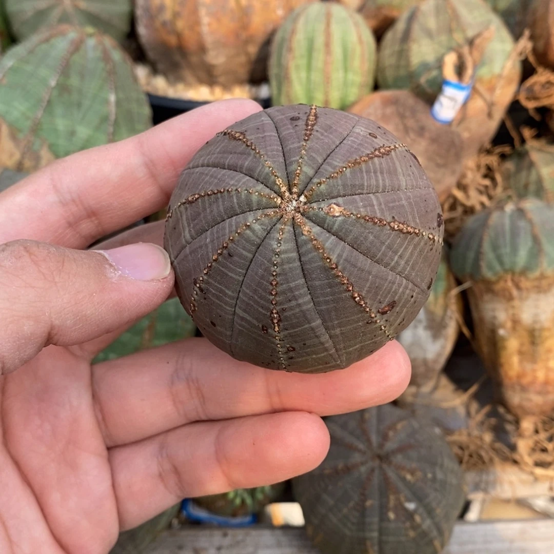 5 欧系实生布纹球多肉植物