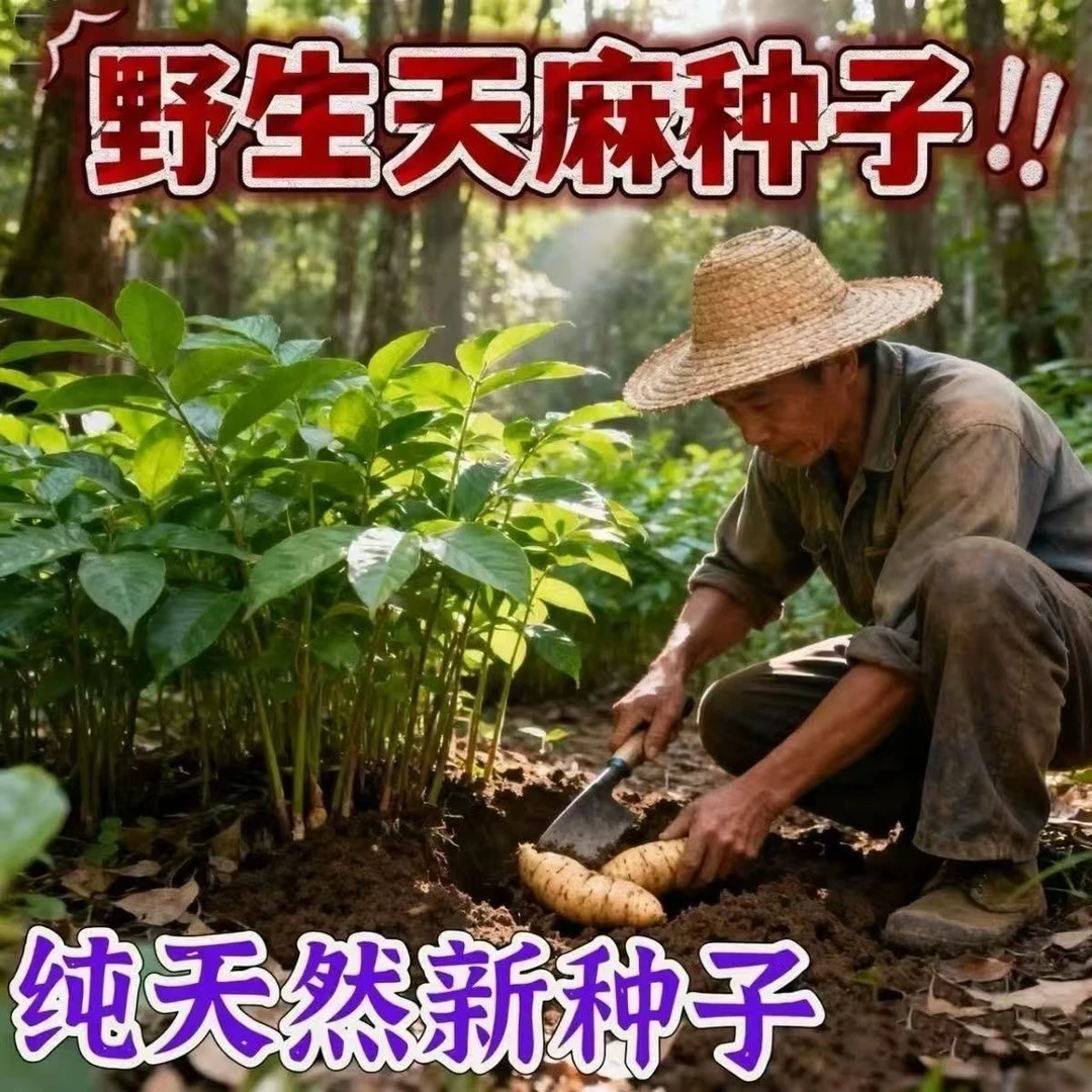 2025新高产天麻种子好种植秋冬高产蔬菜种子高发芽率种植