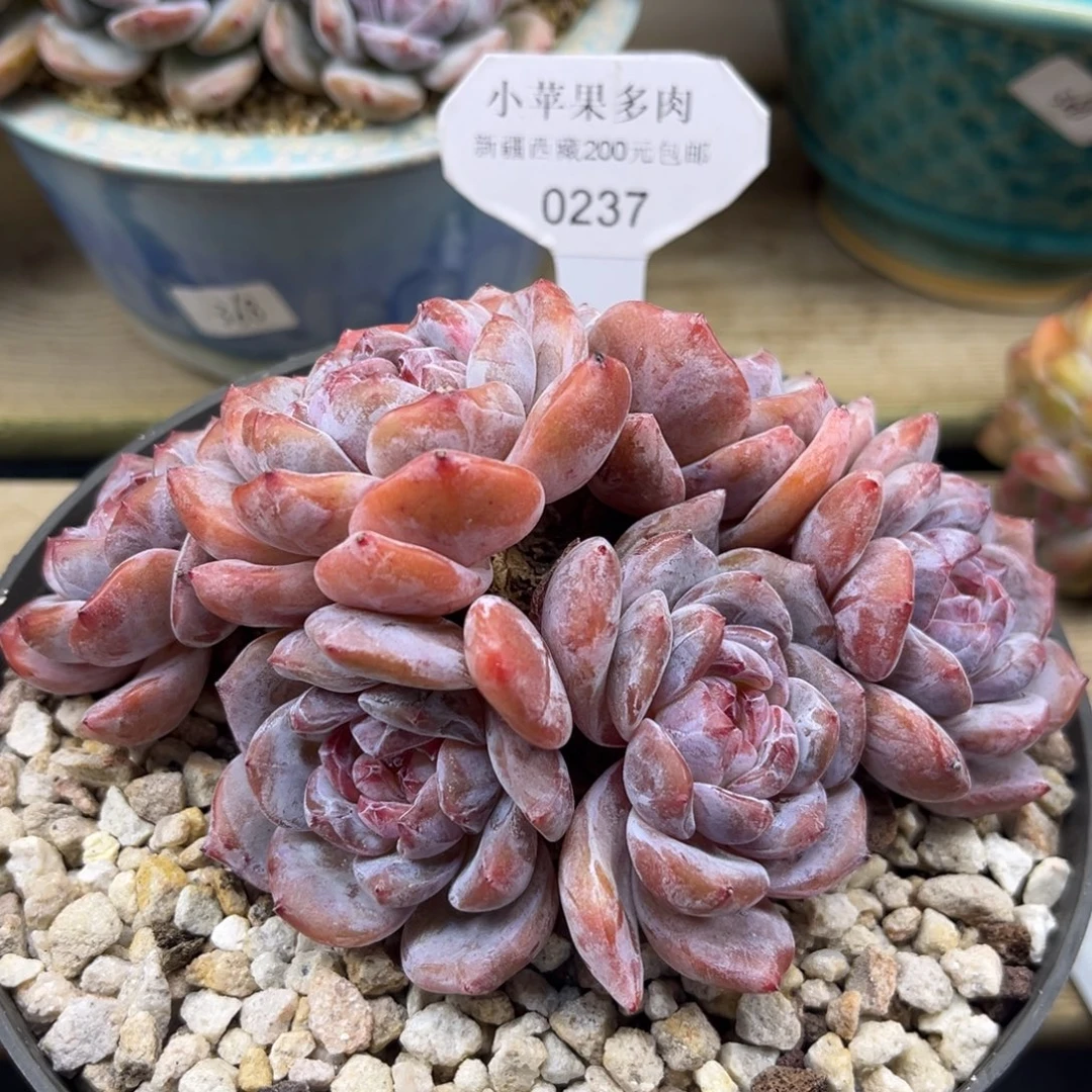 绿底紫心237/15cm6头