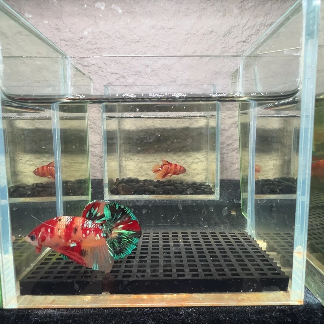 斗鱼阿浩泰斗23日57