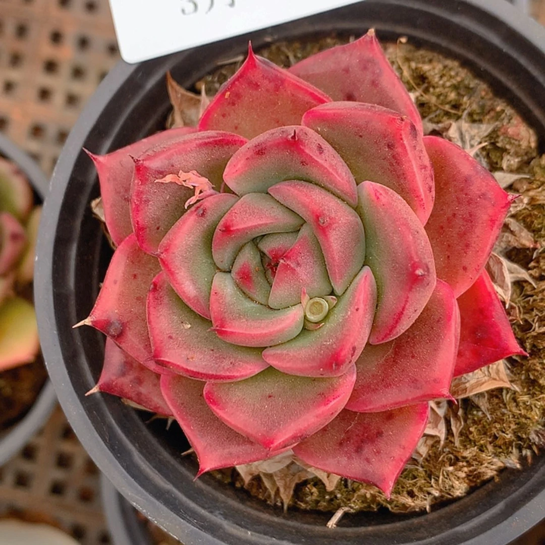 【闪购商品】云525