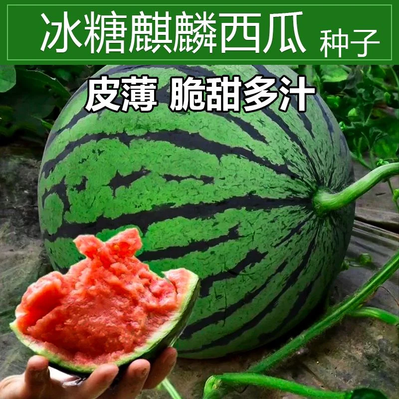 麒麟西瓜种子薄皮早熟高产冰糖西瓜籽甜阳台小院种植菜栽春季爆品