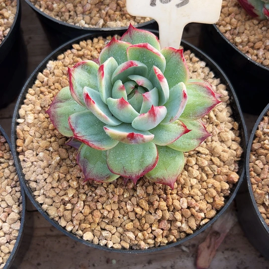 指***默惊鸿仙子一物一拍103号