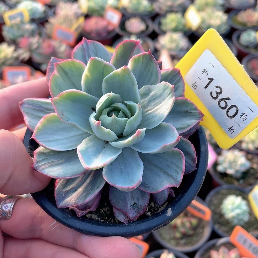 赫拉拉丝锦1360号多肉