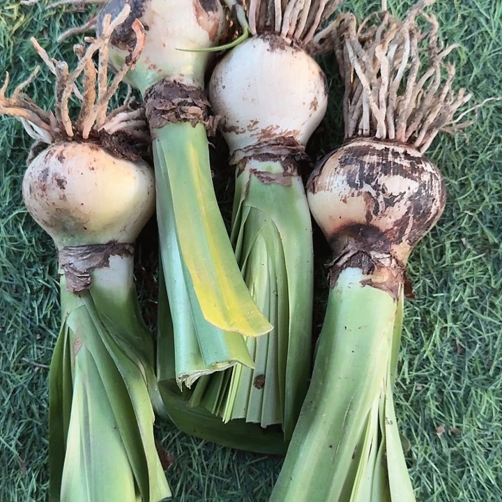 玛丽琳直径6+基地球