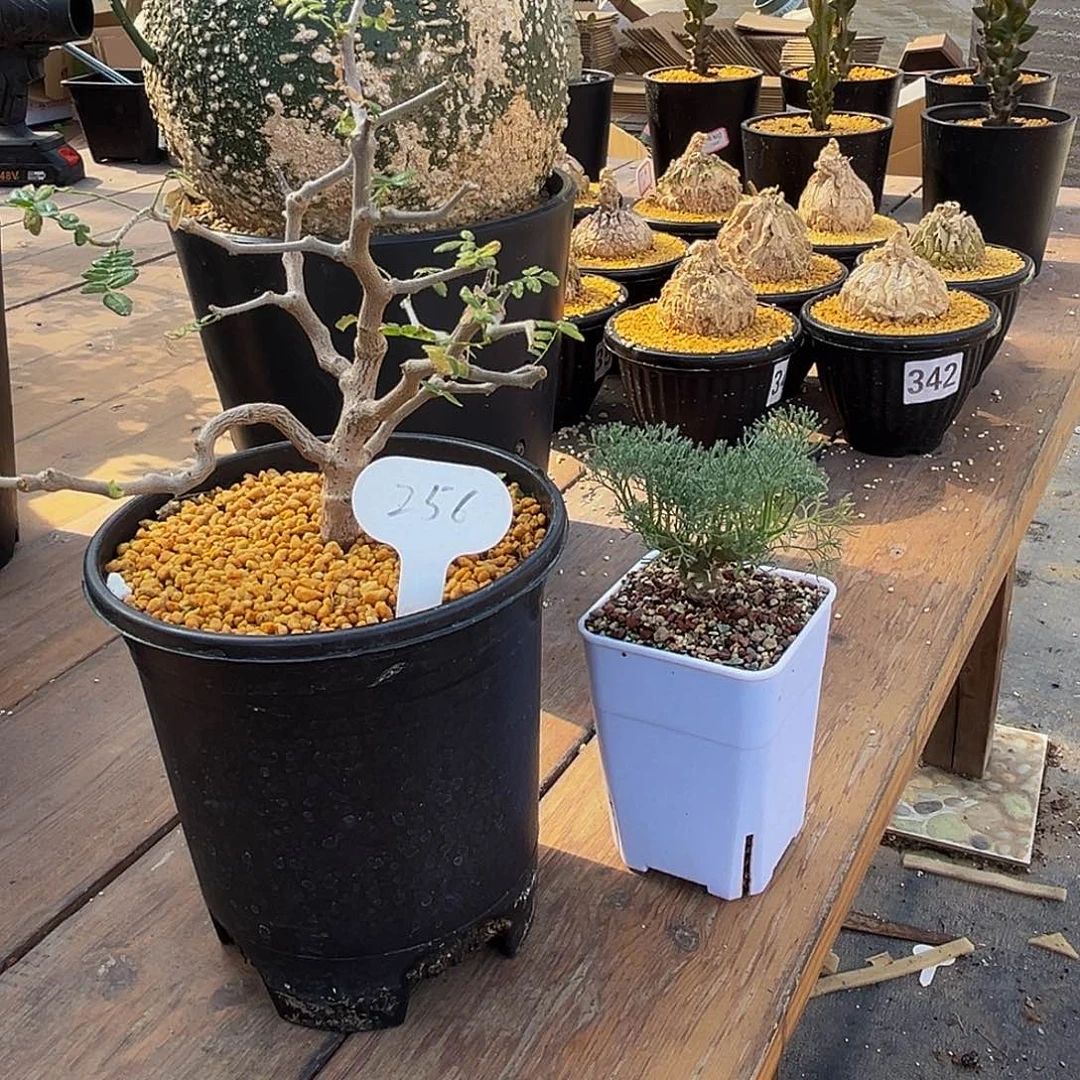 ****汁256滔，白88888888888