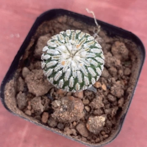 实生金巧殿2仙人球