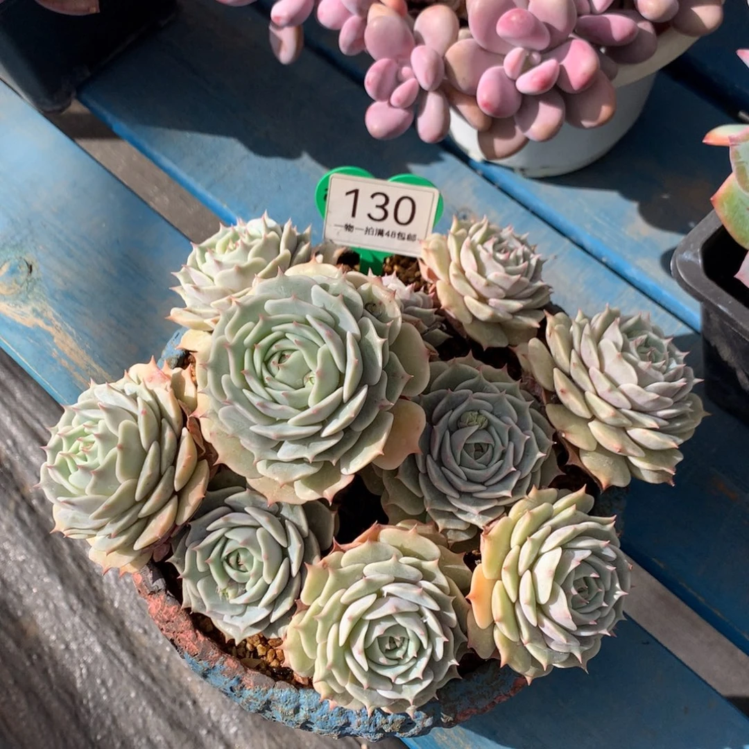 巡***王露娜莲老桩无砍130