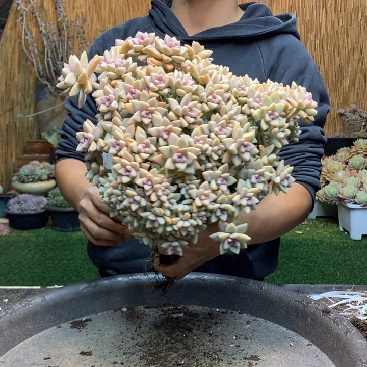 兰***心280 号淡雪多肉植物