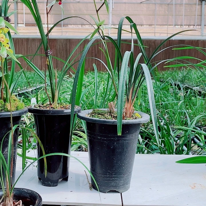 张***明无花朵一物一漂亮开