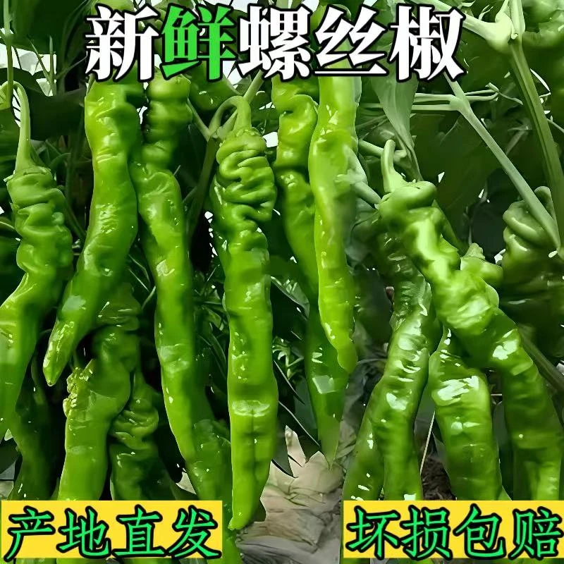 陕西头茬当季新鲜薄皮香辣螺丝椒现摘现发当季蔬菜