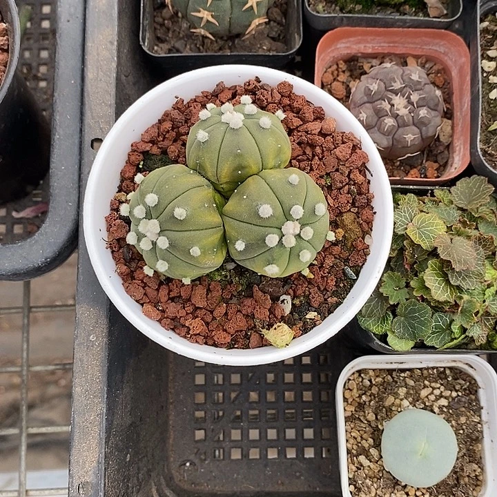 小***8漂亮仙人球一物一拍