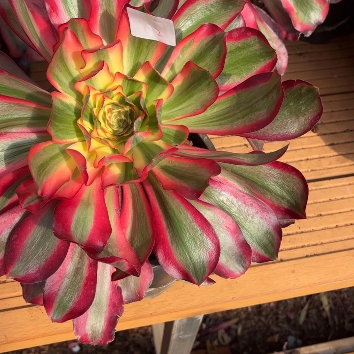 云南红魔女好看2号