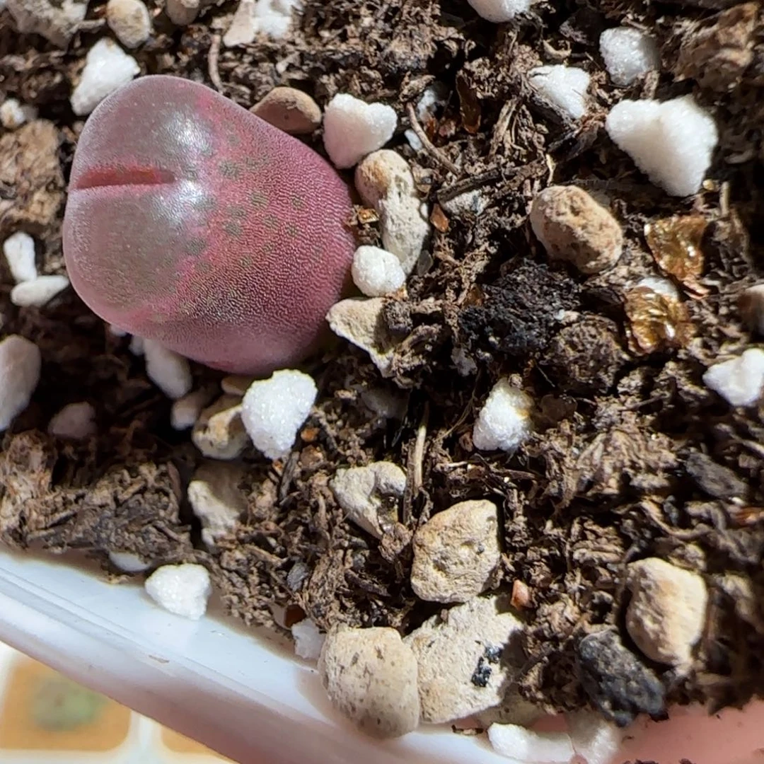 肉锥多肉植物百科-10km风铃662