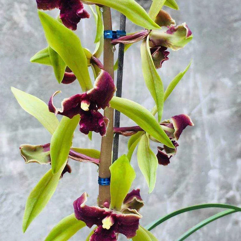 蕙兰名品【红素三星】终身包对版 假一赔十放心购买 冬季开花